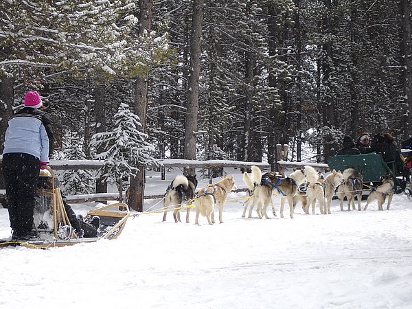 The Dogsled takes off